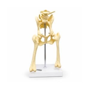 Maqueta de Articulación de Cadera