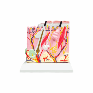 Maqueta Anatomía de la Piel 4D ANATOMED