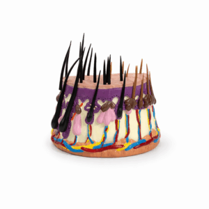 Maqueta Anatomia de la Piel Canina ANATOMED