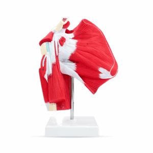 Maqueta Articulacion del Hombro con Musculos Avanzado ANATOMED