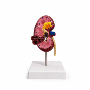 Maqueta Pancreas ANATOMED