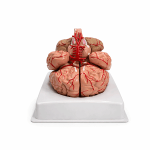 Maqueta Cerebro Avanzado ANATOMED